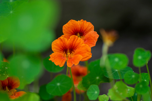 Tropaeolum majus edible monks cress flowers in bloom, beautiful nasturtium garden edible salad flowering plant