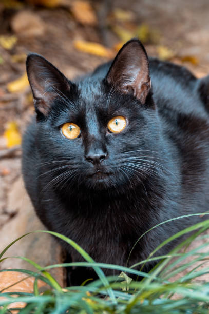 istock A black cat with wide eyes 1469980998