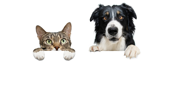 Banner two pets. border collie dog and cat, hanging its paws in a blank. Isolated on white background.