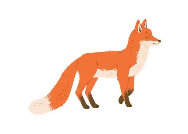 Vector illustration of Beautiful furry fox walking, cartoon flat vector illustration isolated on white background. WIld animal drawing. Red fox in standing pose. Cute woodland animal, great for nursery and childish designs.