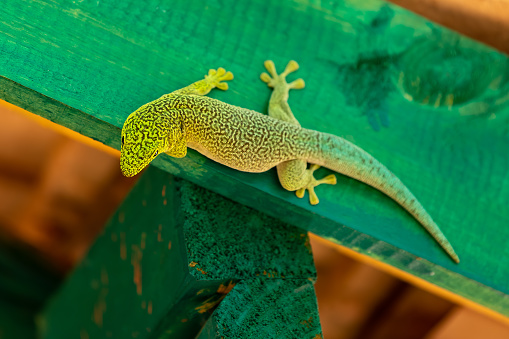 Standing's day gecko (Phelsuma standingi) is an arboreal and diurnal species of lizard in the family Gekkonidae endemic to Madagascar, Zombitse-Vohibasia National Park, Madagascar wildlife animal