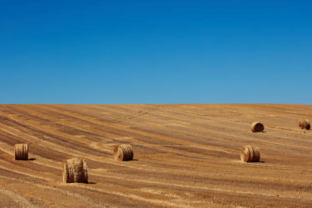 Hay bales on a countryside agricultural field.