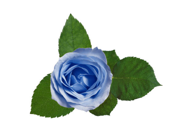 istock Beautiful blooming light blue rose on white background 1469986580