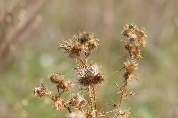 istock Closeup of brown fluffy bull thistle seeds with blurred background 1469986928