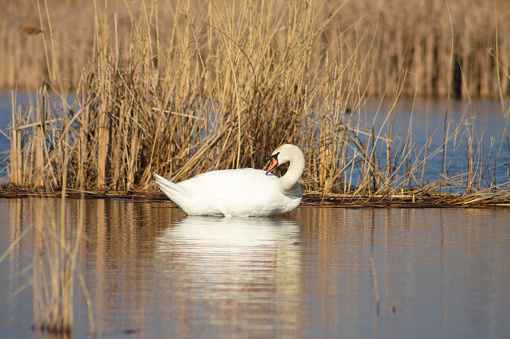 Close-up of white swan cleaning feathers on ripples lake with golden reed on background