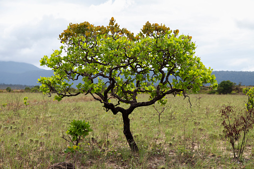 Scenic view of lonely tree on grassy landscape at Canaima National Park, Bolivar State, Venezuela.