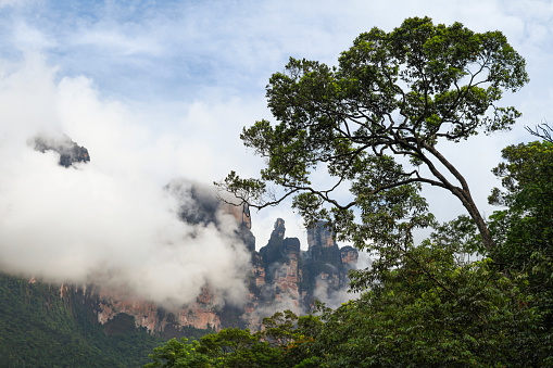 Scenic view of clouds covering mountains with trees in foreground at Canaima National Park, Bolivar State, Venezuela.