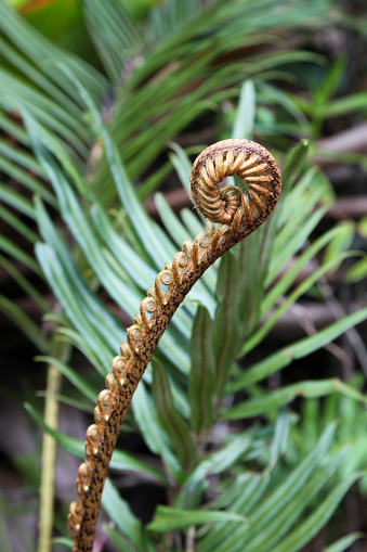 Close-up of fern frond in tropical forest, Mount Roraima, Roraima, Bolivar State, Venezuela.