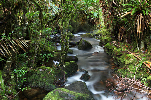 Scenic view of stream passing through tropical rainforest, Mount Roraima, Roraima, Bolivar State, Venezuela.