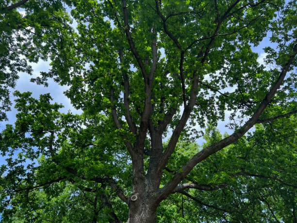 istock Beautiful tree with green leaves against blue sky, low angle view 1469987668