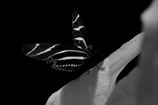 The face of a zebra longwing butterfly  taken with an infrared camera at 720 nm - Standard IR