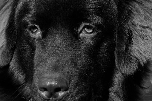 The face of a black  dog taken with an infrared camera at 720 nm - Standard IR