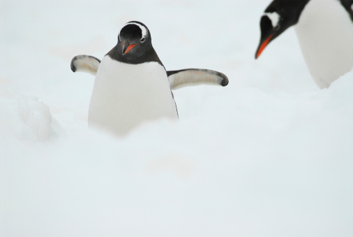 Gentoo penguin walks in deep snow loking like angel.