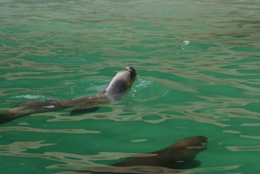 sea lion is swimming arround