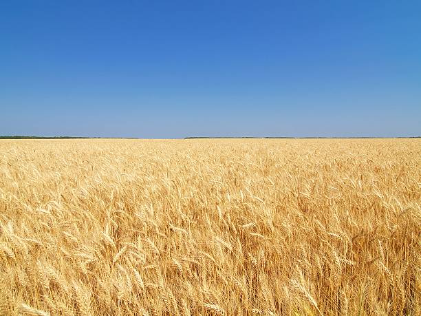 panorama di campo di grano e il cielo - foto stock