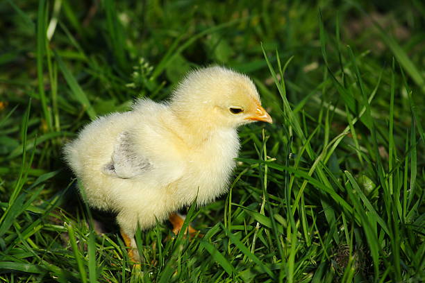 Baby chicken stock photo