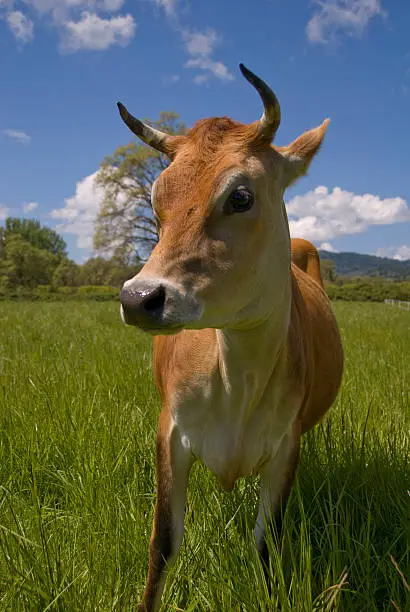 A cow in lush green pasture, California.