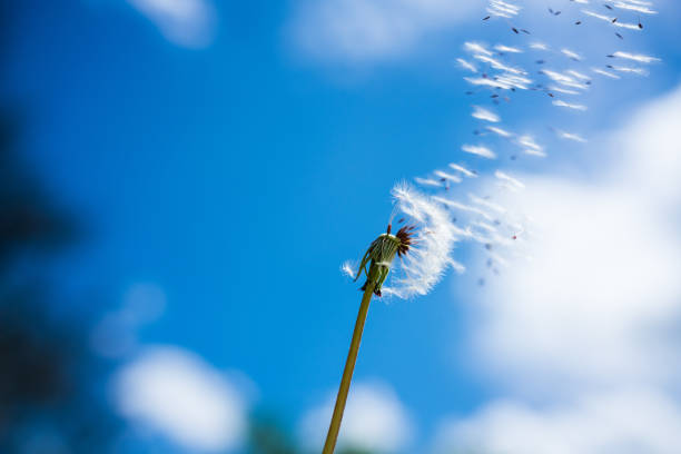 istock dandelion seeds in the sky 1469989872