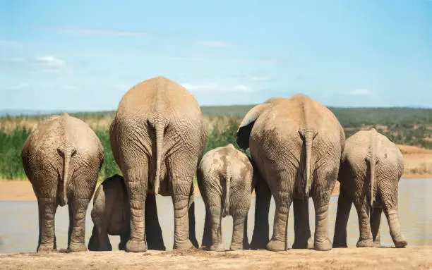 Rear view of a herd of elephants drinking water from a river running through the African bush in summer