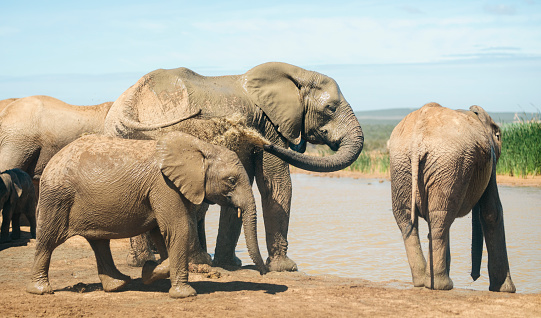 Herd of elephants stopping from a drink of water at a river running through the African bush in summer