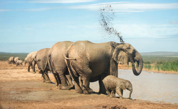 Elephant and her calf drinking water with their herd on the bank of a river running through the African bush