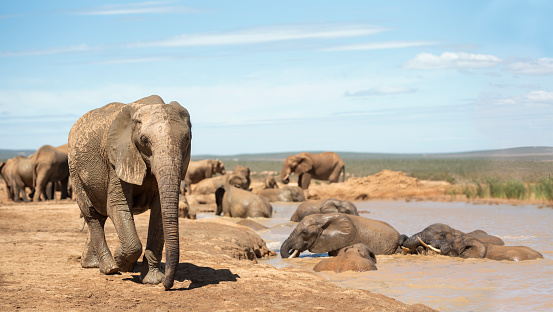 Large herd of elephants drinking water and bathing at a river running through the African bush in summer