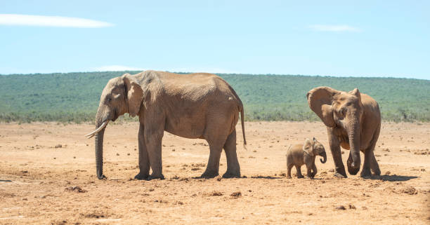 istock Elephant calf and its parents walking on a plain in the African bush 1469990415