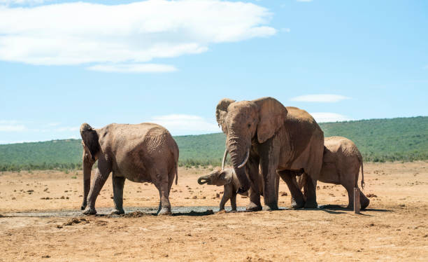 mandria di elefanti che cammina verso una fossa di fango su una pianura in africa - addo elephant national park foto e immagini stock