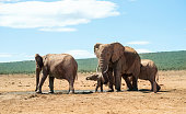 Elephant herd walking to a mud pit on a plain in Africa