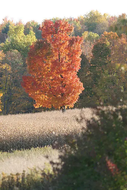 Maple tree in corn field changing color in autumn