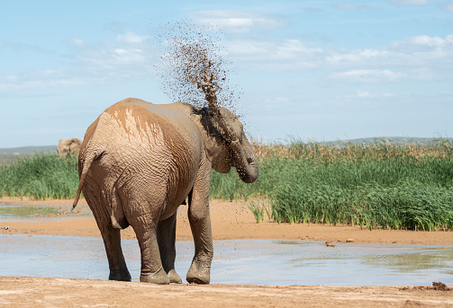 Elephant spraying itself with muddy water while standing at the bank of a river running through the African bush