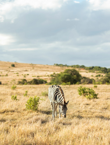 Adult zebra eating grass while grazing alone on a plain in the African nature reserve