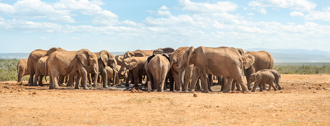 Large herd of elephants enjoying a mud bath together on a plain in the African bush