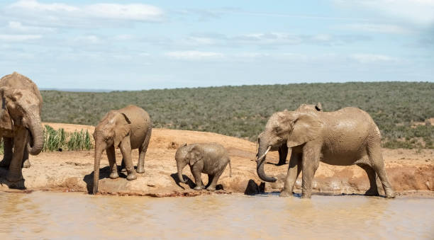 istock Group of elephants in muddy pond in forest 1469990636