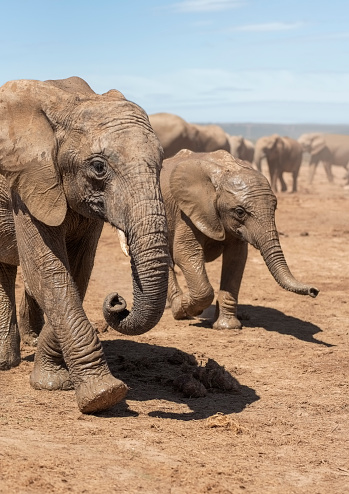 Herd of elephants walking in wilderness on a summer day