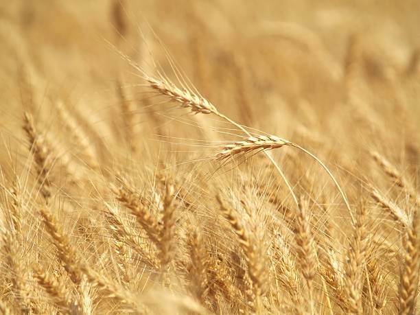 close-up campo di grano - foto stock