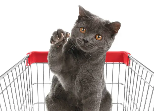 Photo of Cute cat in shopping cart on white background