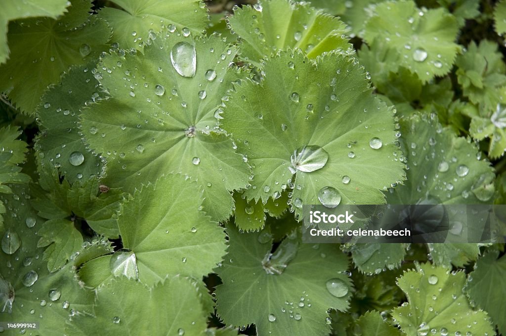 Achemilla Mollis Plant Ловить дождь - Стоковые фото Англия роялти-фри