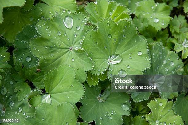 Achemilla Mollis Plant Ловить Дождь — стоковые фотографии и другие картинки Англия - Англия, Без людей, Ботаника