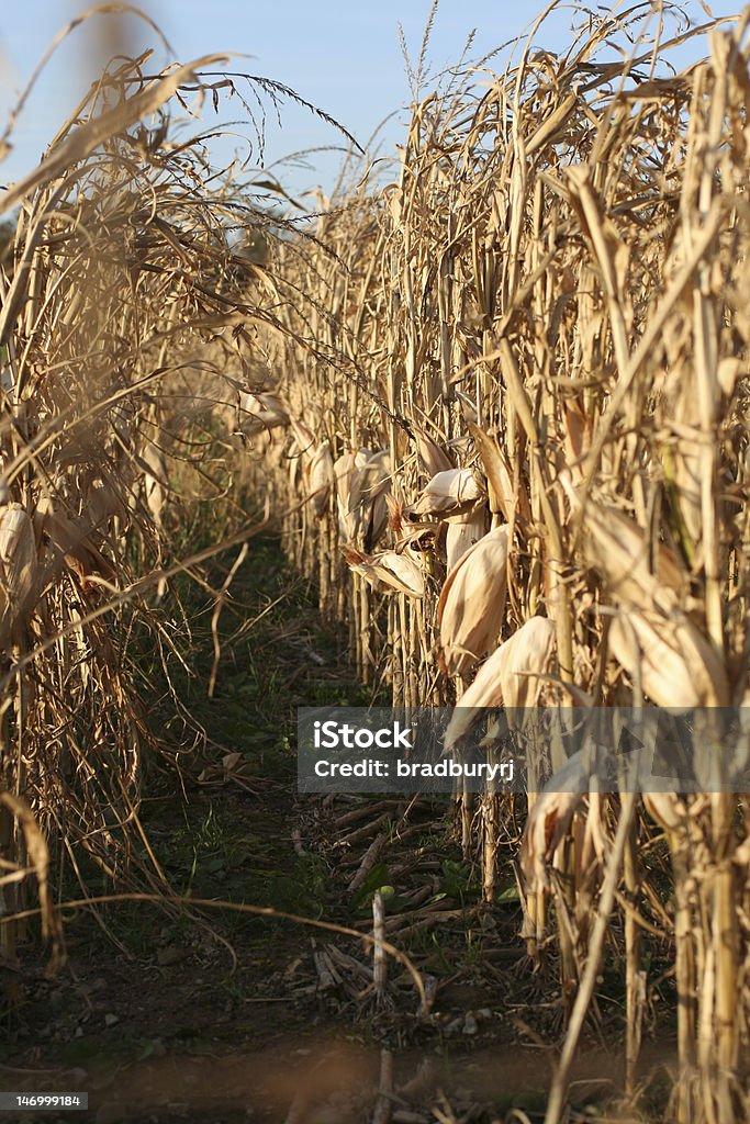 Corn Rows Stock Image Cornrows Stock Photo - Download Image Now - Agriculture, Autumn, Cereal ...