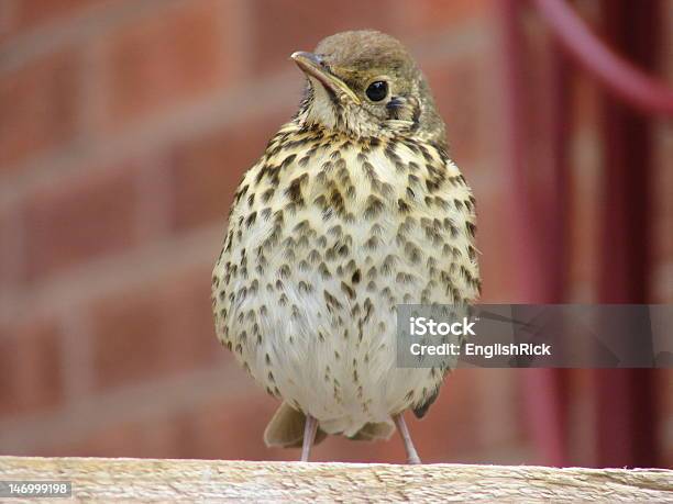 Song Singdrossel Vogel Turdus Philomelos Stockfoto und mehr Bilder von Fotografie - Fotografie, Hausgarten, Horizontal