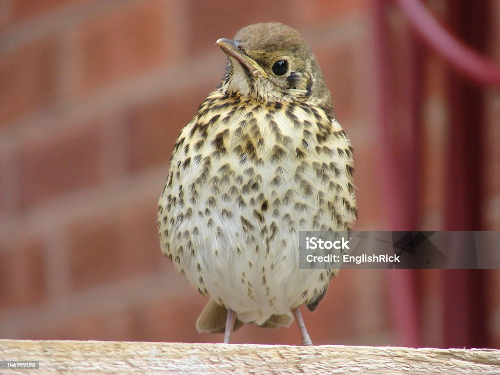 Música Tordo Pássaro (Turdus philomelos - Royalty-free Ao Ar Livre Foto de stock