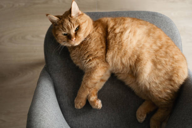 istock Pretty cut red cat lying on a grey chair 1469992413
