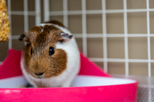 istock A potty trained guinea pig sitting litter pan in a corner tray. 1469992823