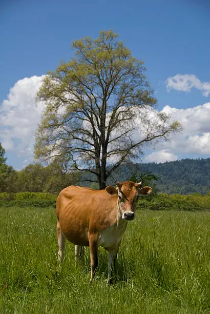 A cow, outstanding in its field. Mendocino County, California