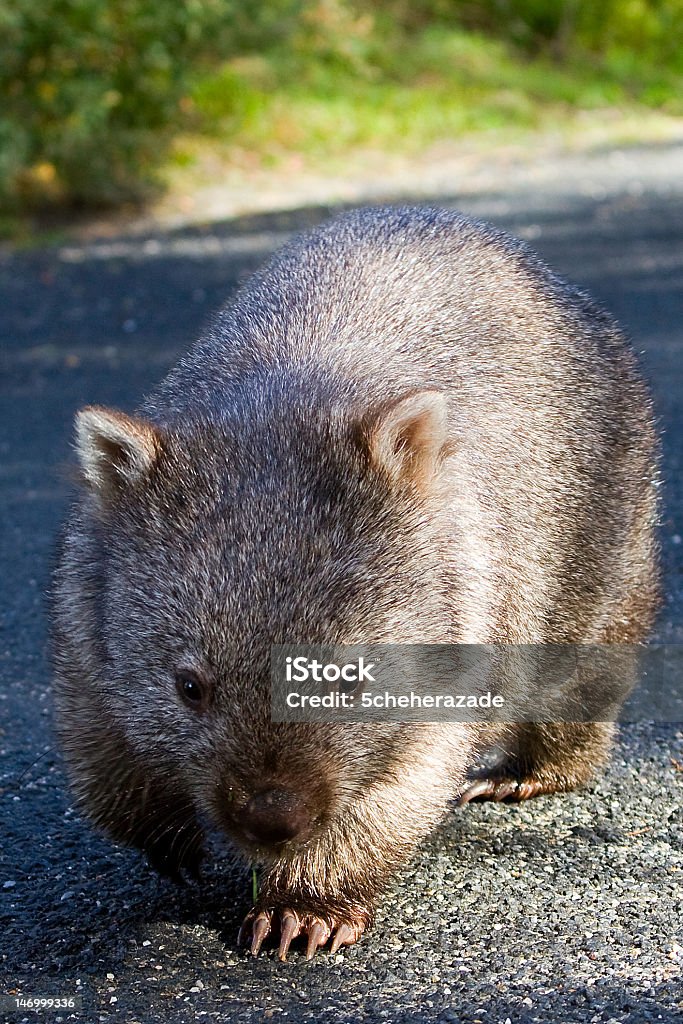 Wombat A wild wombat crossing the road at Wilson's Promontory National Park. Wombat Stock Photo