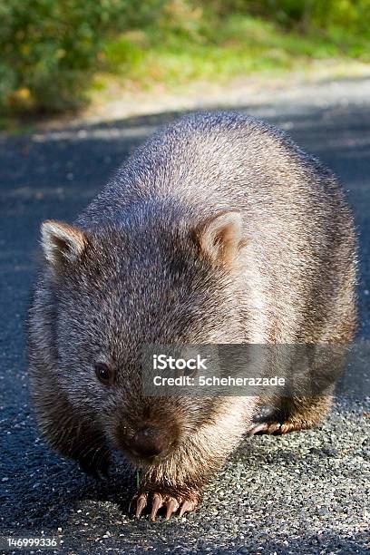 Wombat Stock Photo - Download Image Now - Wombat, Animal, Animals In The Wild