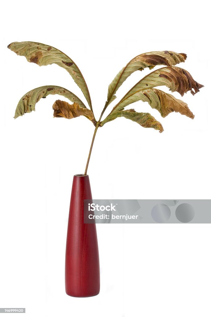 chestnut leaf / vase dried single autumn chestnut leaf in a red vase Autumn Stock Photo