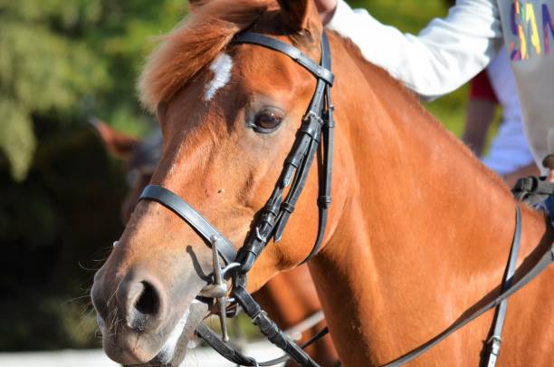 istock Horse portrait 1469994531