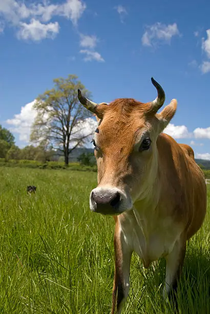 A cow in green fertile pasture, Mendocino County, California.